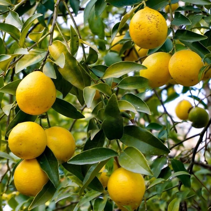 %product-name% (Citrus floridana) %separator% %shop-name%