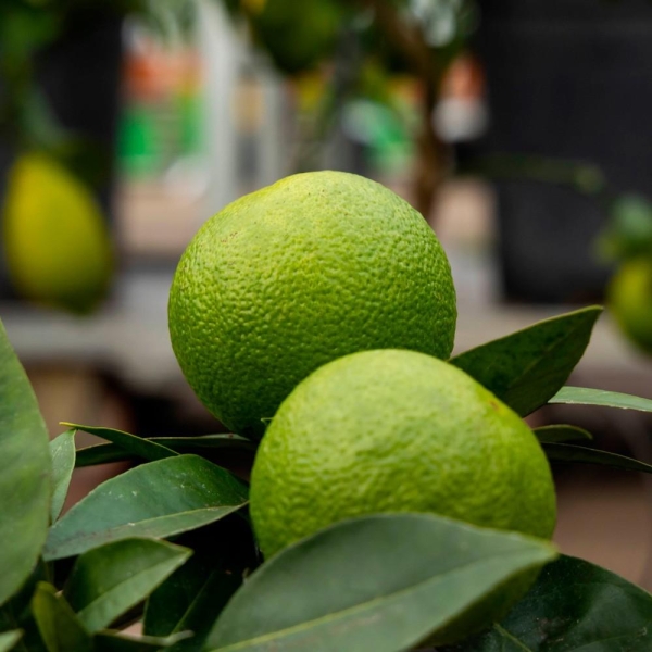 LIME DE TAHITI | CITRON VERT | Citrus latifolia