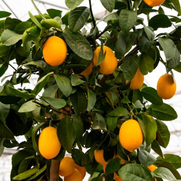 Citronnier Meyer | citrus meyeri | L'orangerie