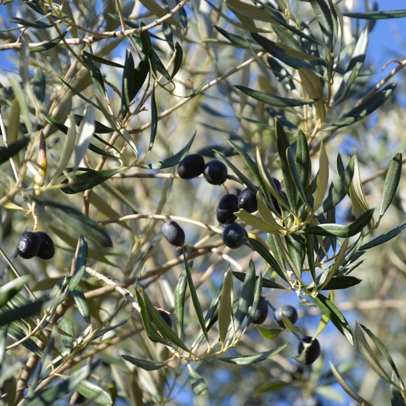 Olivier en pot, Olea Europea BIO | L’orangerie