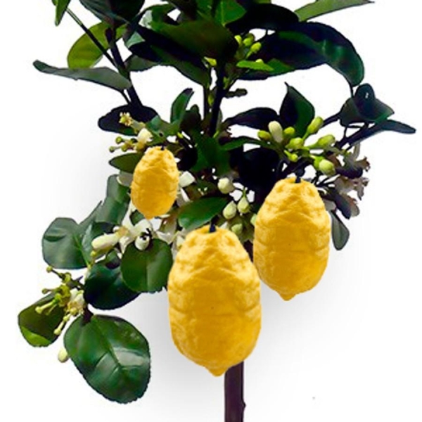 CEDRAT DIAMANTE BIO |citrus medica diamante | L’Orangerie