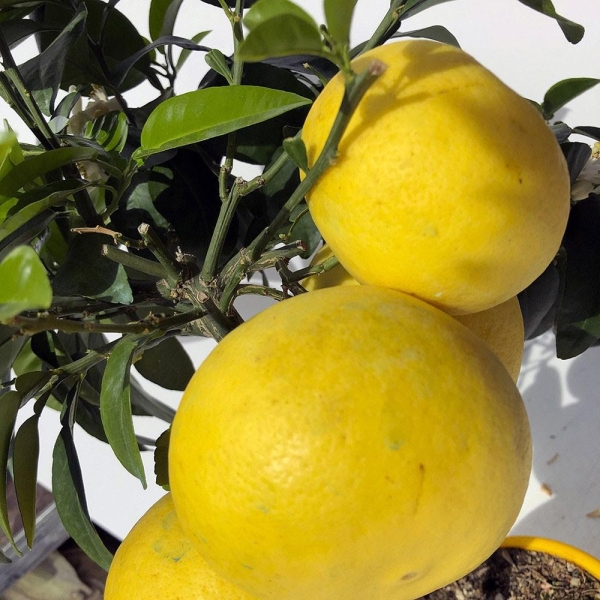 POMELOS A CHAIR JAUNE | citrus paradisi | L'Orangerie