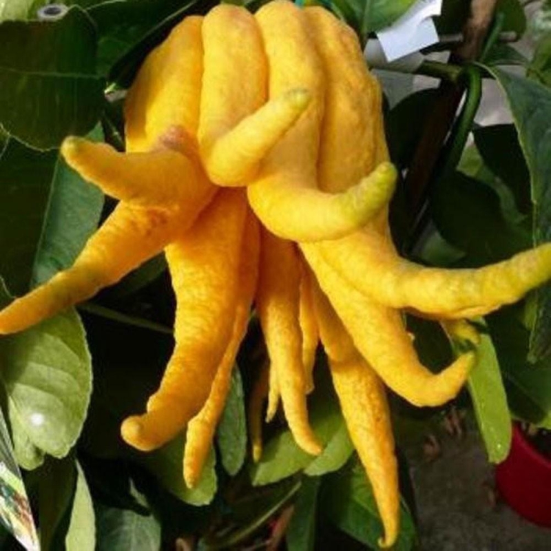 CEDRAT MAIN DE BOUDDHA BIO | citrus medica digitata | L’Orangerie