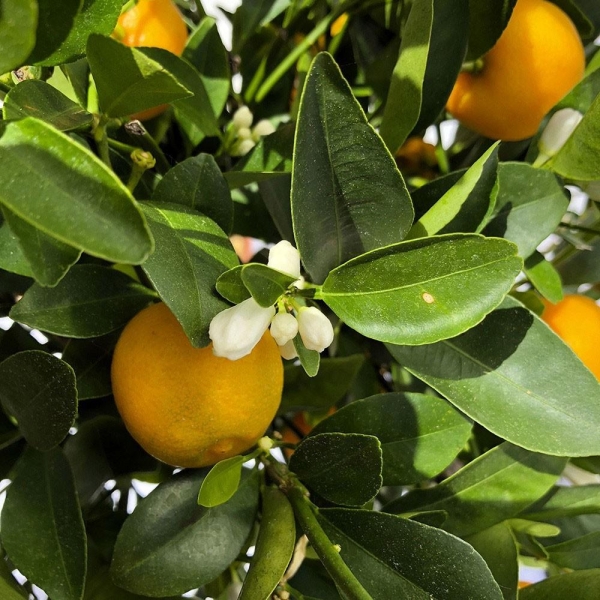 Calamondin | Citrus madurensis | Mon Orangerie