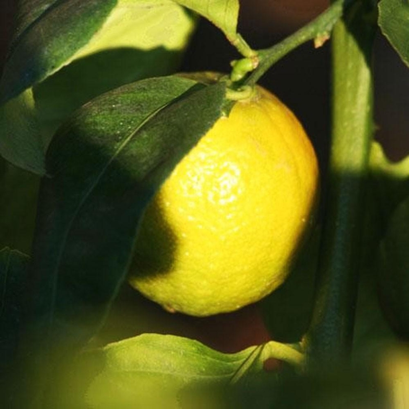 LIME DOUCE DE PALESTINE | Citrus limettioides | L’Orangerie