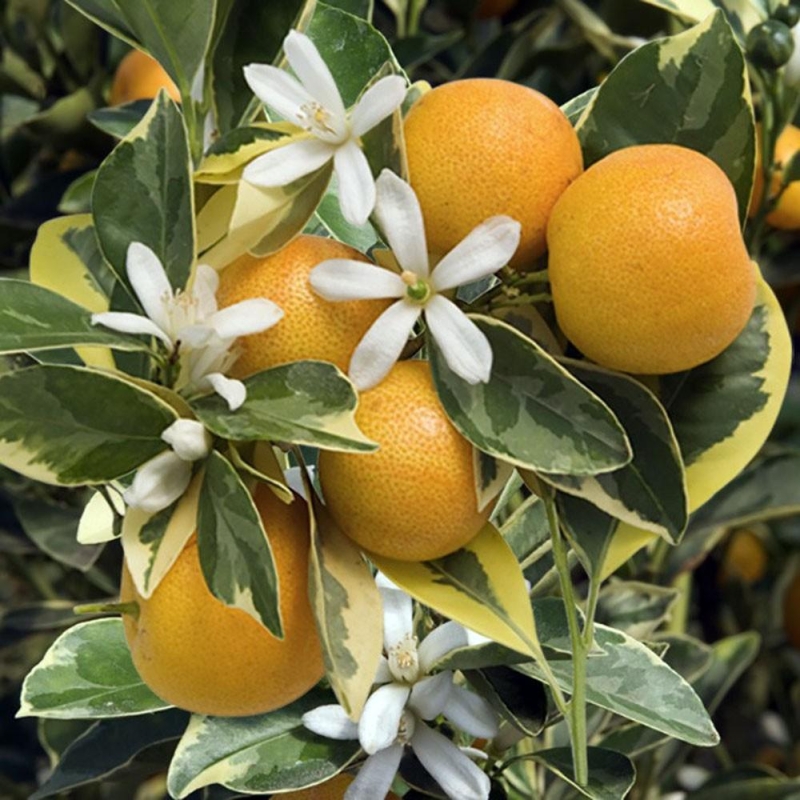 Calamondin panaché (Citrus madurensis variegata)