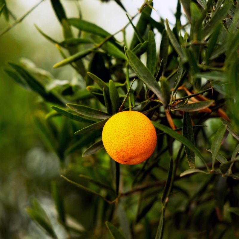 Eremorange / Orange caviar / L'Orangerie