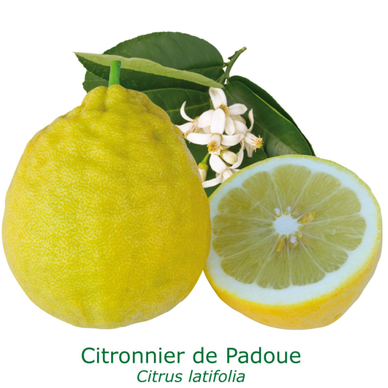 Citronnier de Padoue | Citrus limon x Citrus medica | L'Orangerie