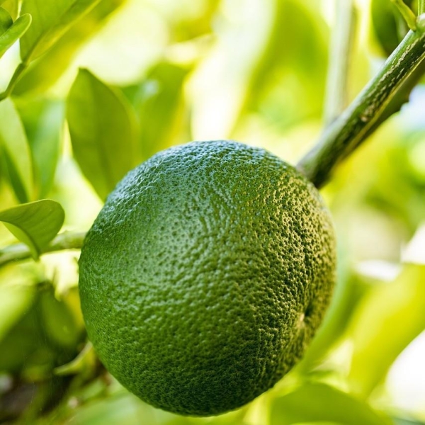 Bigaradier à feuille de saule | Citrus aurantium 'Salicifolia' | L'Orangerie