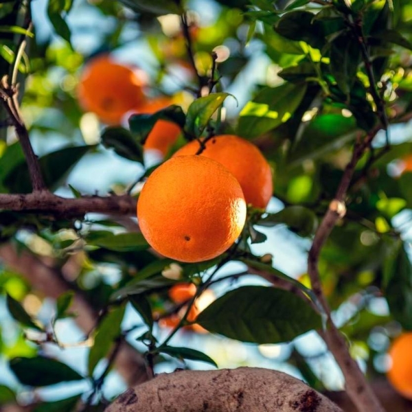 Oranger du Vatican | Citrus aurantium 'Fasciata' | L’Orangerie