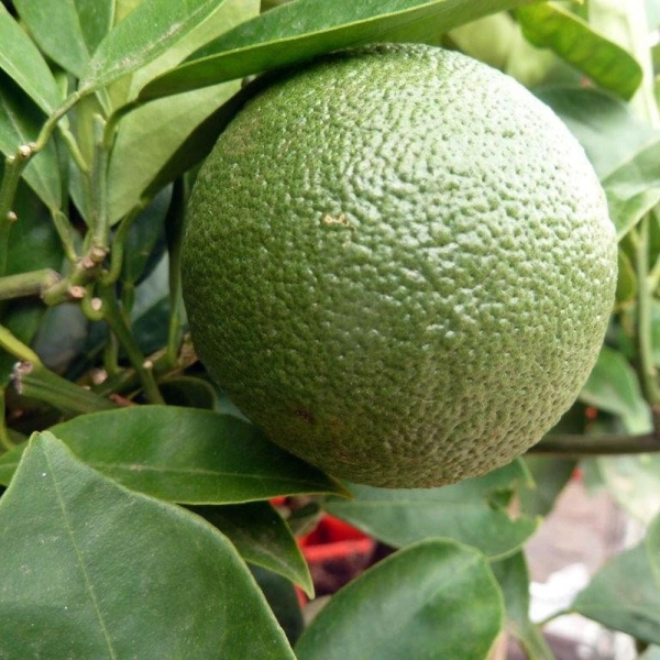 Oranger Bio | Citrus sinensis | L’Orangerie