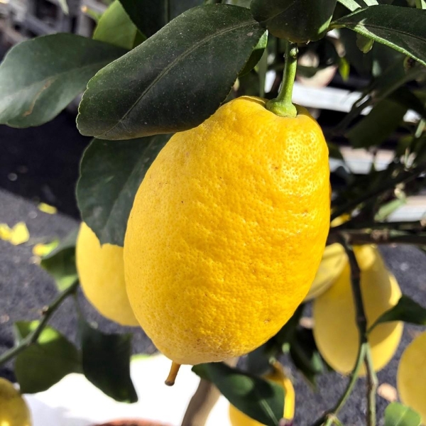 Citronnier des 4 saisons bio | citrus limon | L'Orangerie