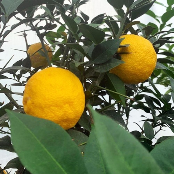 CITRONNIER YUZU du Japon BIO (citrus junos yuzu) | L'orangerie