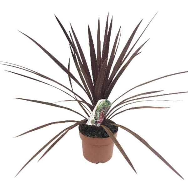 Cordyline australis Pourpre