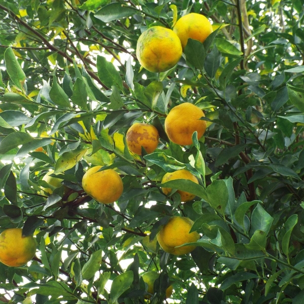 Bergamotier | Citrus Bergamia | L'Orangerie