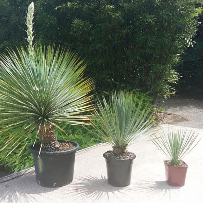 Yucca rostrata - Plantes méditerranéennes | L’Orangerie