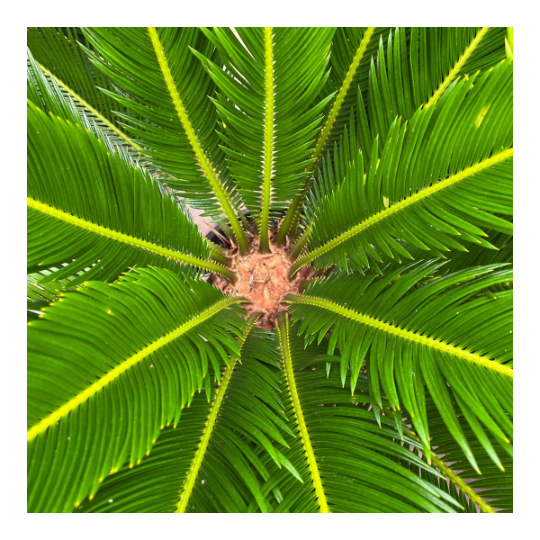 Cycas du Japon (revoluta) | Plantes méditérranéennes