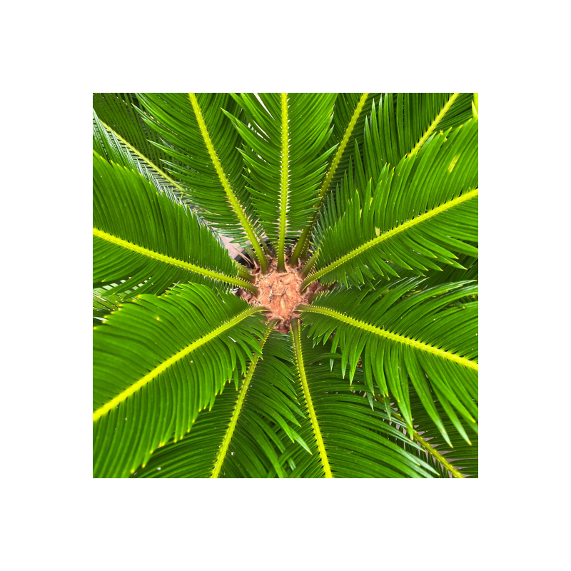 Cycas du Japon (revoluta) | Plantes méditérranéennes