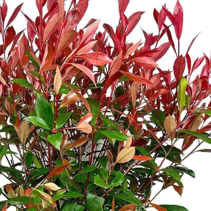 Photinia 'Carré Rouge'