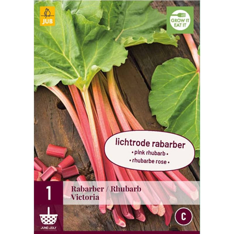 1 plant de rhubarbe Victoria