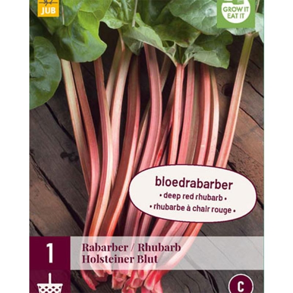 1 plant de rhubarbe HOLSTEINER BLUT