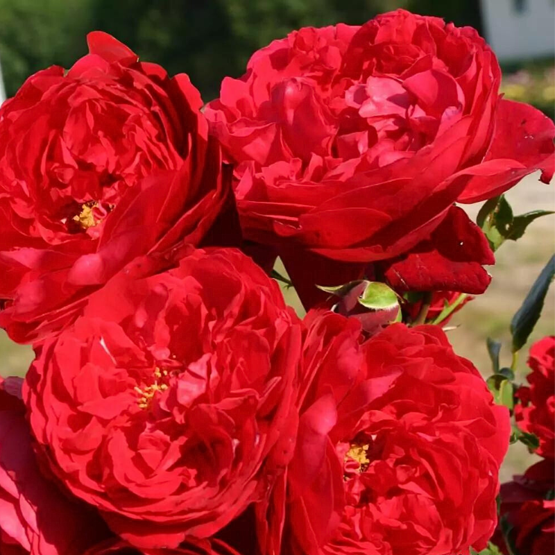 Rosier Florentina/Anise Koltz Poete pétale rouge