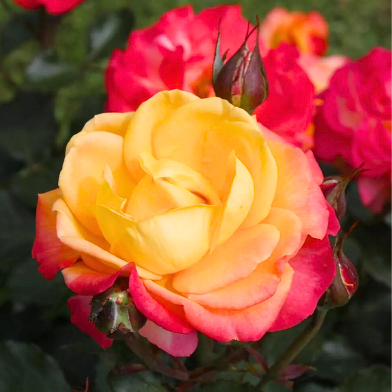 Rosier bicolore Flaming Star