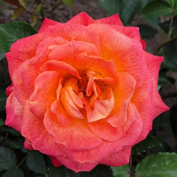 Rosier orange Feurio