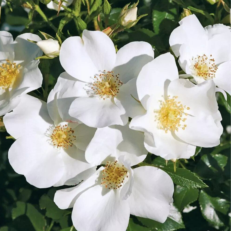 Rosier blanc Escimo