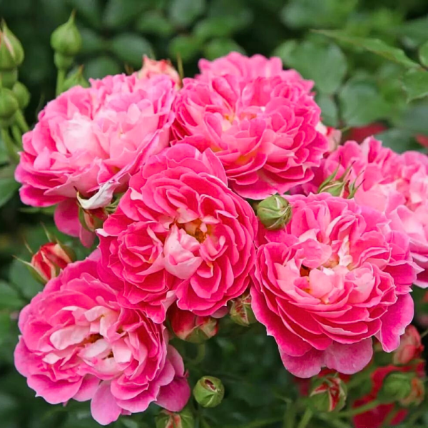 Rosier Charmant fleur rose