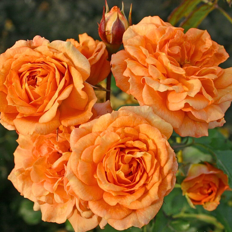 Rosier orange Bentheimer Gold