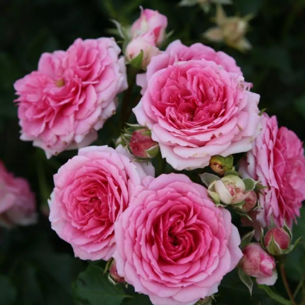 Rosier Amica fleur rose