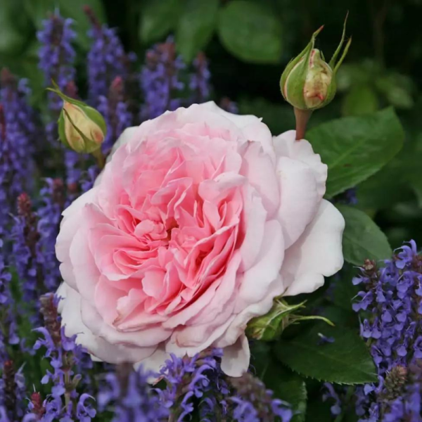 Rosier rose Alexandra - Princesse de Luxembourg très parfumé