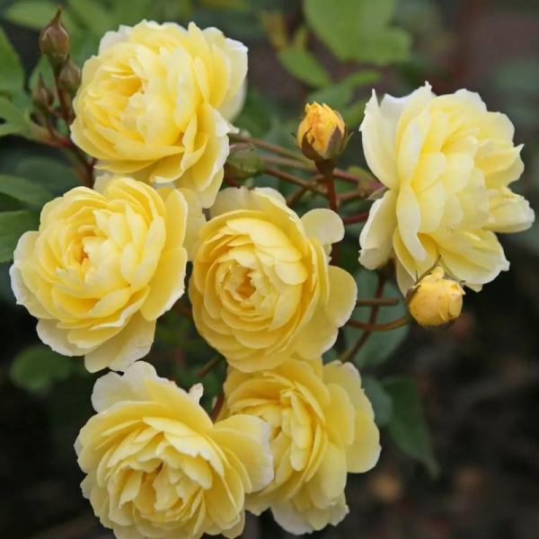 Rosier Grimpant Lemon Siluetta Jaune