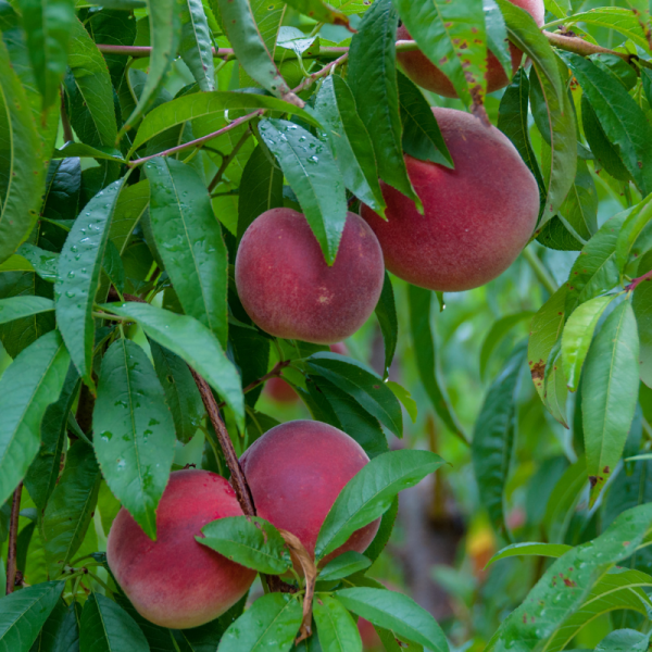 Prunus domestica Victoria - Prunier 120 cm en pot