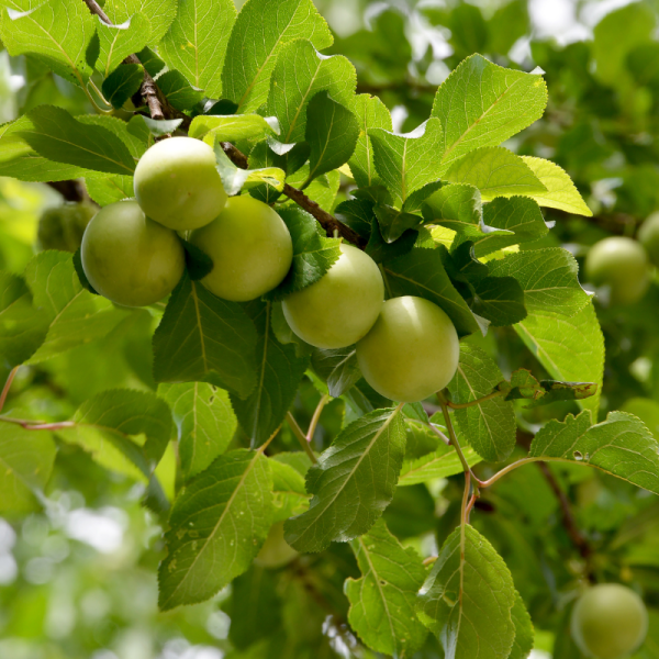 Prunus domestica Reine Claude D'oullins - Prunier 120 cm en pot