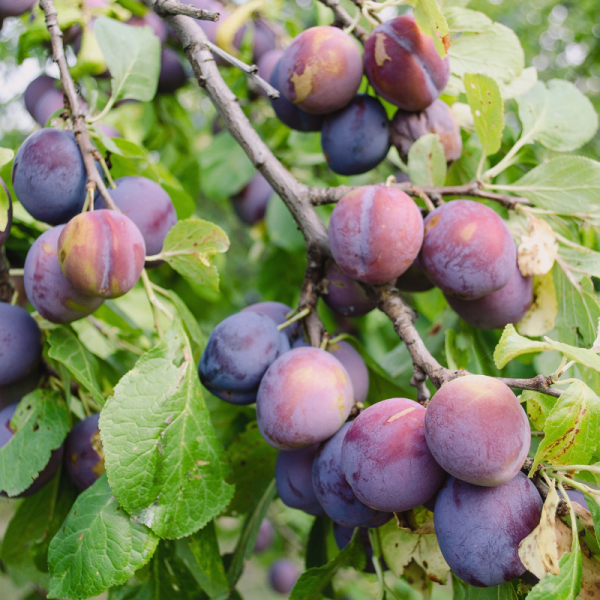 Prunus domestica Quetsche dAlsace - Prunier 120 cm en pot