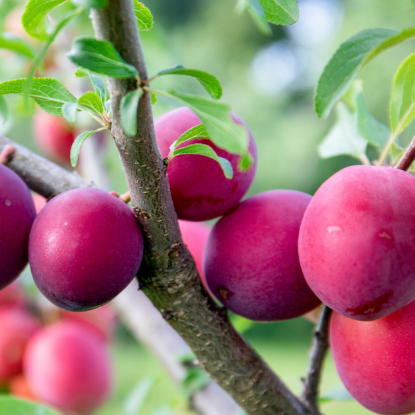 Prunus domestica Aprimira - Prunier 120 cm en pot