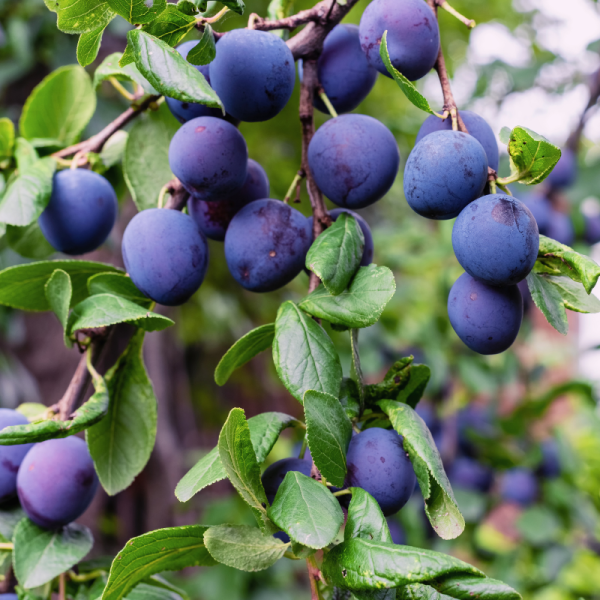 Prunus domestica Bleue De Belgique - Prunier Racines nues