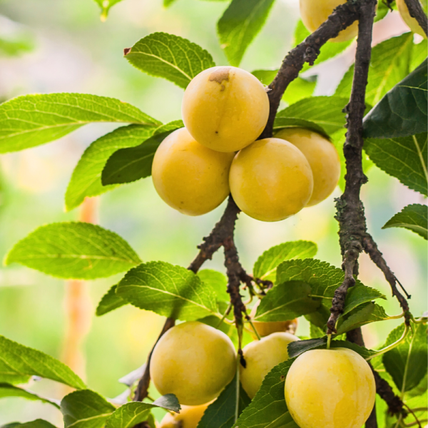 Plant Tomate mirabelle blanche en pot