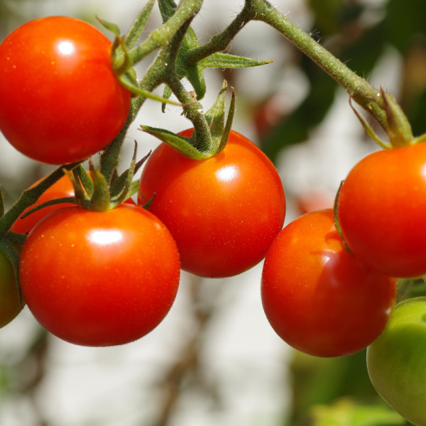 Plant Tomate cerise sweet baby en pot