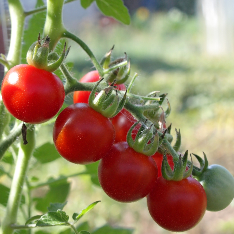 Plant Tomate pyros f1 en pot