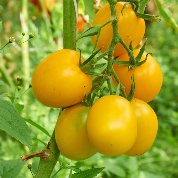 Plant Tomate lemon boy en pot