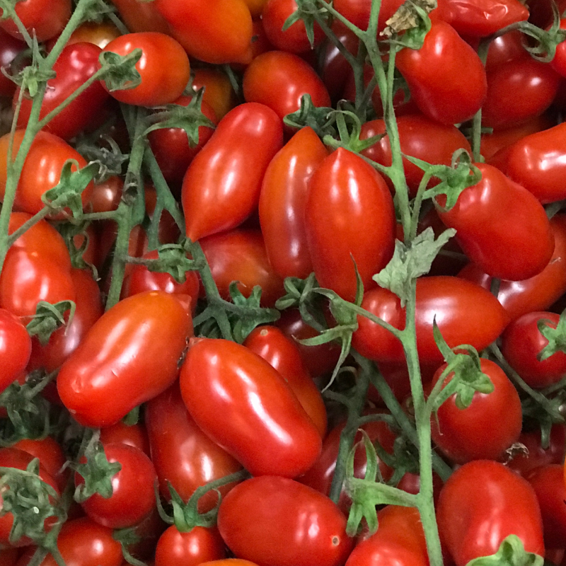 Plant Tomate modus coeur de pigeon en pot