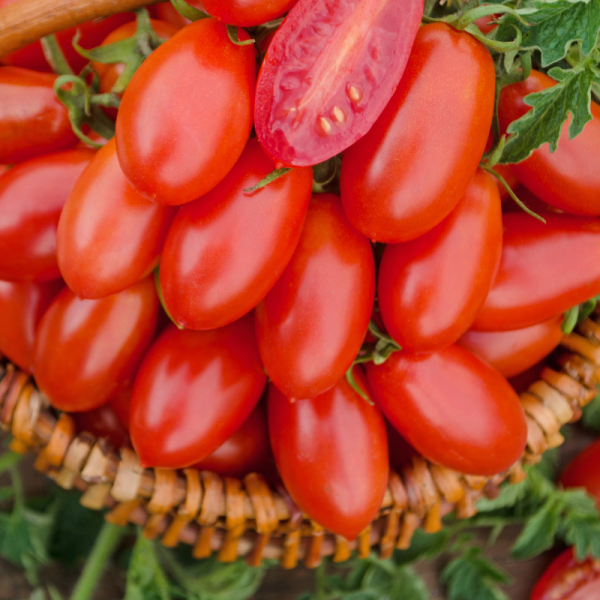 Plant Tomate andine cornue en pot