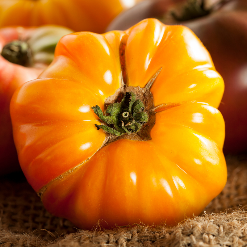 Plant Tomate ananas en pot