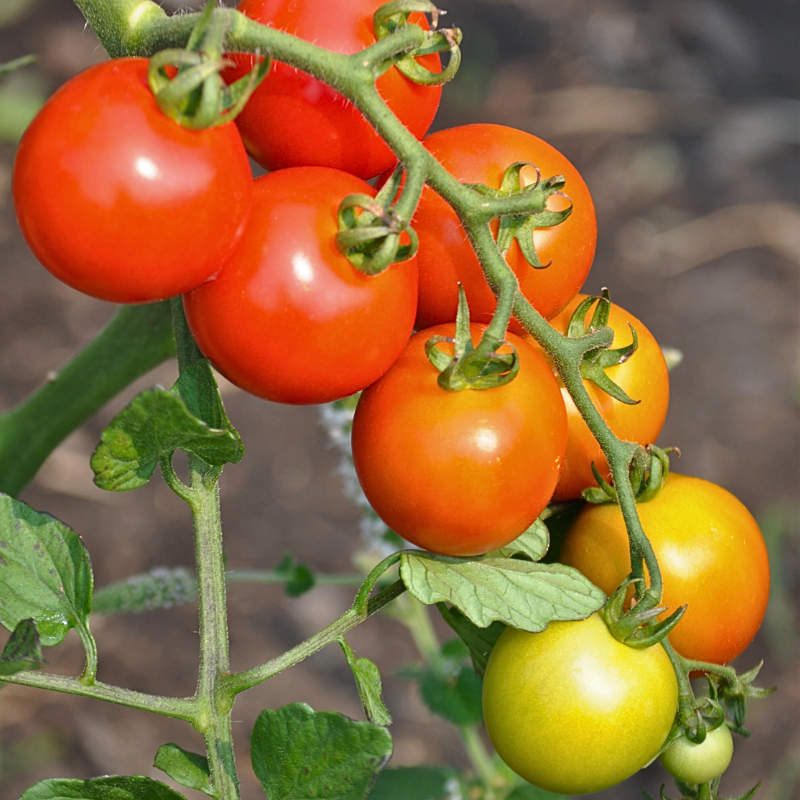 6 plants Tomate mix cocktail motte 7cm