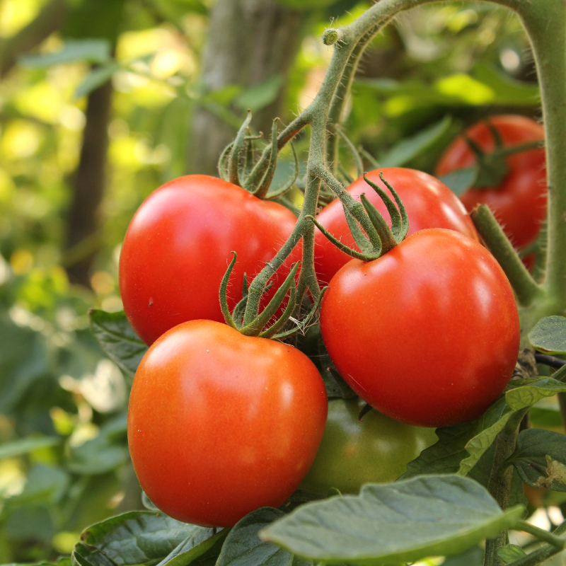 6 plants Tomate mix ancienne motte 7cm