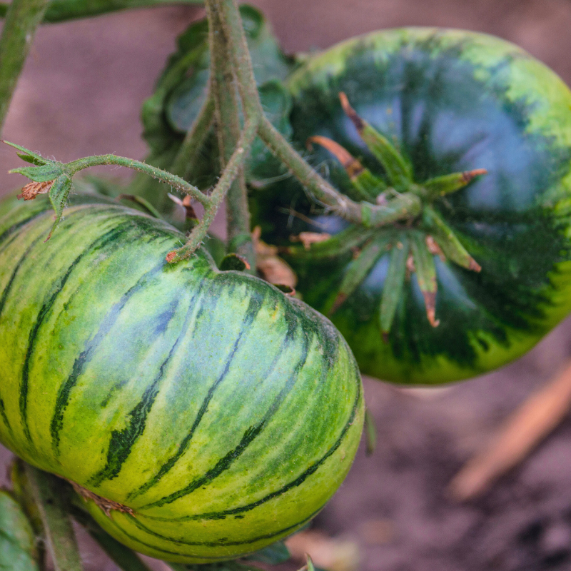 6 plants Tomate green zebra motte 7cm