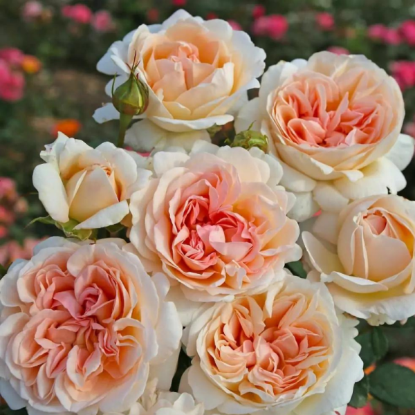 Rosier bicolore Grande Duchesse Louise très parfumé